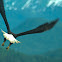 bald eagle
