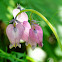 Pacific Bleeding Heart