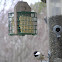 Chickadee