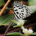 Common pierot