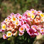 Lantana