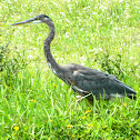 Great Blue Heron (immature)
