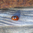 Seven spotted ladybug