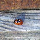 Seven spotted ladybug