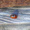 Seven spotted ladybug