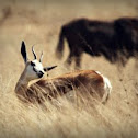 Thomsons Gazelle