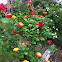 Joseph's Coat Rose