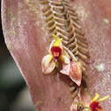 Orquídea