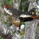 Hoatzin