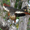 Hoatzin