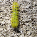 Io Moth Larva