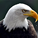 American Bald Eagle