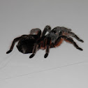 Tarantula