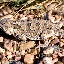 Greater Short-horned Lizard