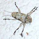 Long-Horned Wood-Boring Beetle