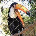 Toco Toucan