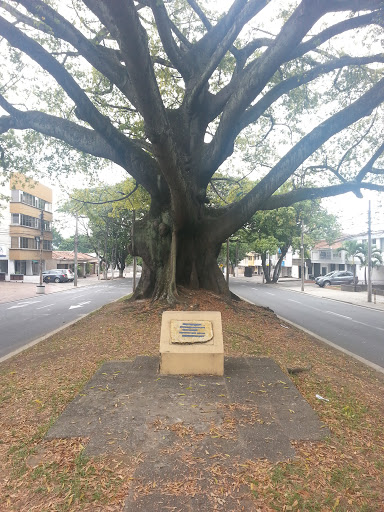 Ceiba Tree Monument
