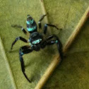 Fighting Spider