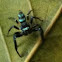 Fighting Spider