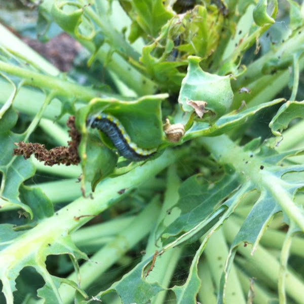 Cabbage leaf eater Project Noah