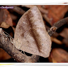 Long-Brand Bushbrown Dry Season Form