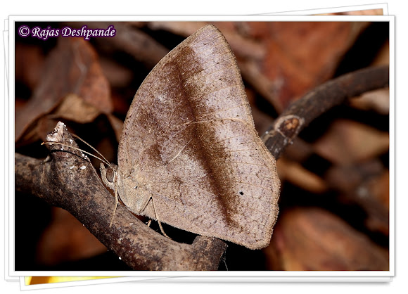 Spotting Image 1