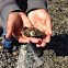 Green Crab