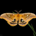 Polyphemus Moth