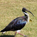 Straw-necked Ibis