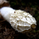 Stinkhorn