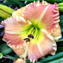 Daylily