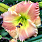 Daylily
