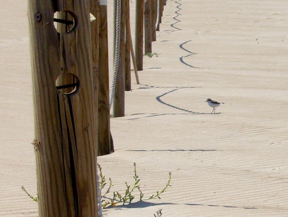 Spotting Image 1