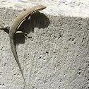 lagartija