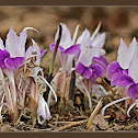 Bhumi Champa, Indian Crocus or Peacock Ginger