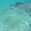 Southern Stingray