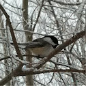 Chickadee