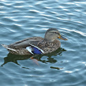 Mallard Duck (Female)