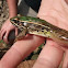 Southern Leopard Frog