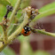 Seven-spotted Ladybug
