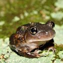 Eastern Spadefoot Toad