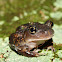 Eastern Spadefoot Toad