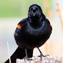Red-winged Black Bird