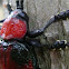 Brazilian Red Leaf Beetle