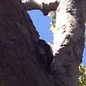 Woodpecker