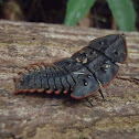 Trilobite Beetle