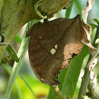 Brown Pansy or Brown soldier (female)