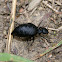 Blister Beetle