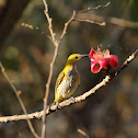 Eurasian golden oriole (female)