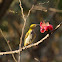 Eurasian golden oriole (female)